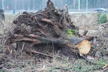 Удаление деревьев и корчевание пней
